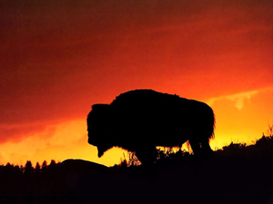 TaTanka Productions