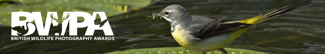 British Wildlife Photography Awards