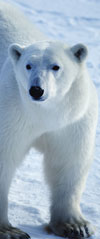 polar bear